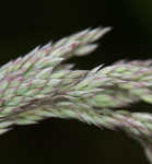 Common velvetgrass